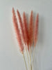 Pennisetum Light Pink