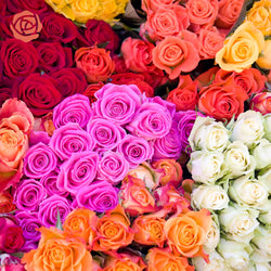 Roses Subscription