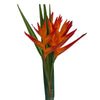 Golden Heliconia