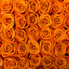 stacked Orange Citrus Long Stem Roses