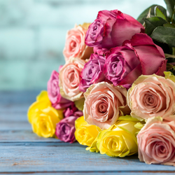 Six Months of Roses
