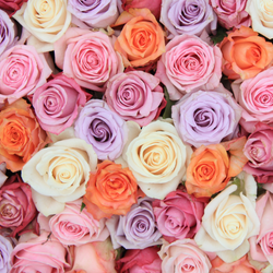 Three Months of Roses