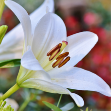 close up of a fully bloomed white lily