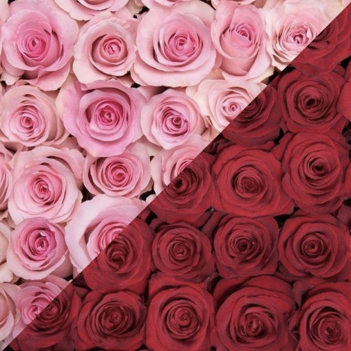 Red and Pink Roses