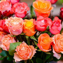 Farmers Choice Roses in July
