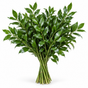 Ruscus Leaves