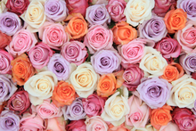 24 Farmers Choice Luxury Roses + Shipping