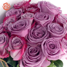 Close up bouquet of Magenta and Lavender Bi-Colored roses
