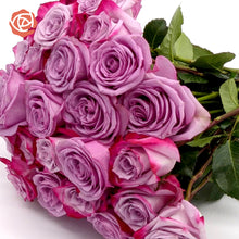 Close up bouquet of Magenta and Lavender Bi-Colored roses
