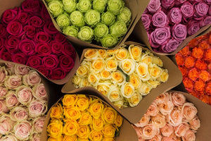 24 Farmers Choice Luxury Roses + Shipping