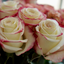 Farmer's Choice Bi-Color Pastel Long Stem Roses
