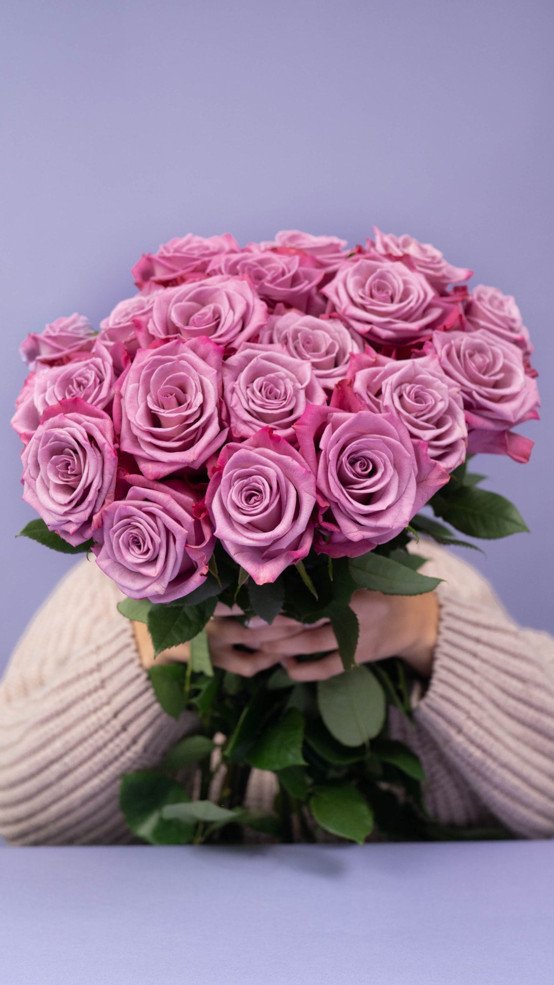 Lavender roses held against a soft violet backdrop