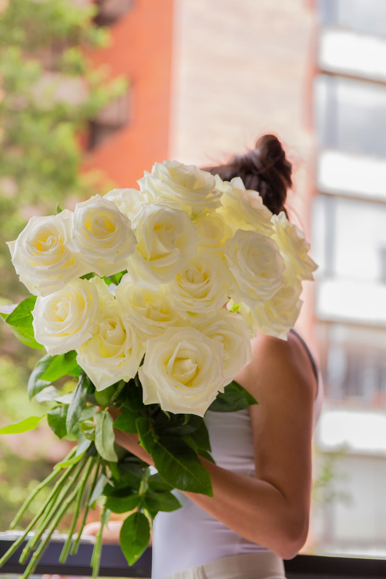 White roses backlit by afternoon window light